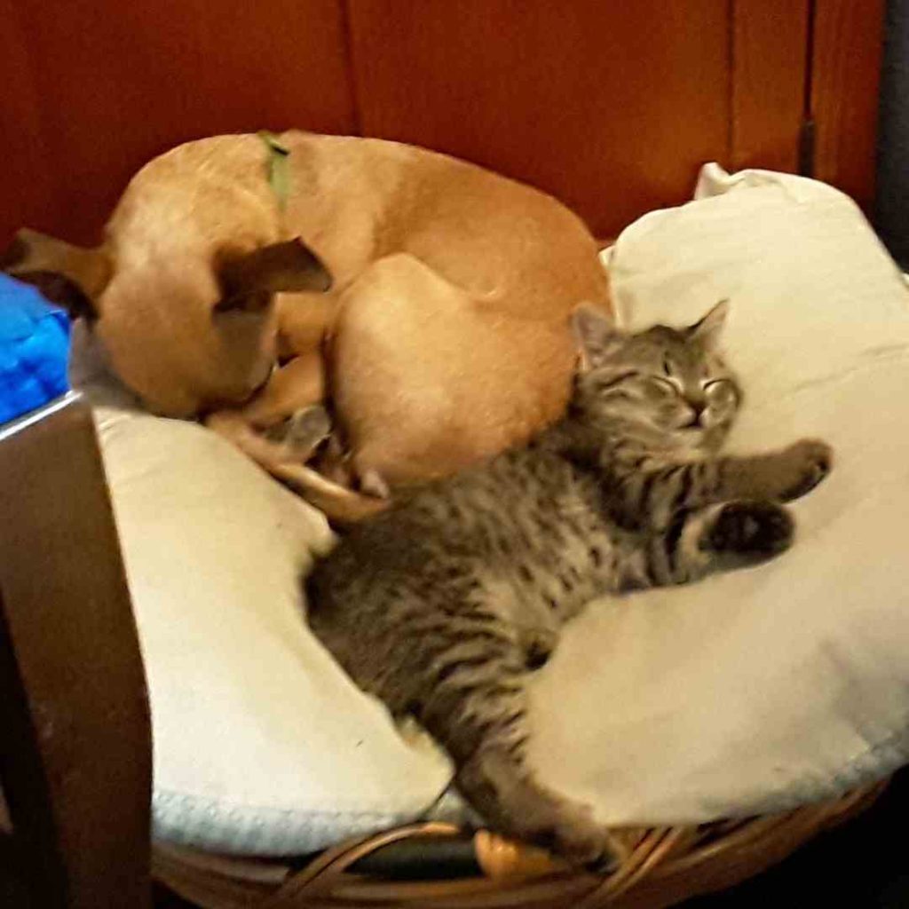 Our pets share a pillow