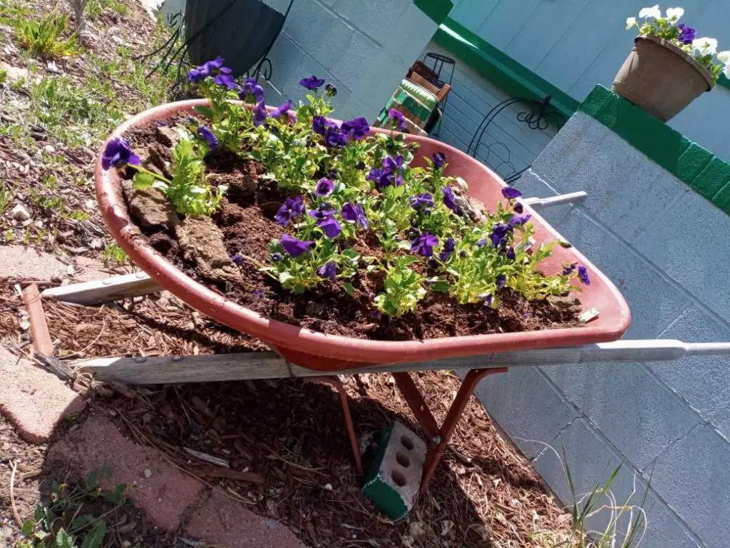 A wheelbarrow holds purple pansies, planted in a transition to summer