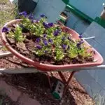 Read more about the article Transition to Summer